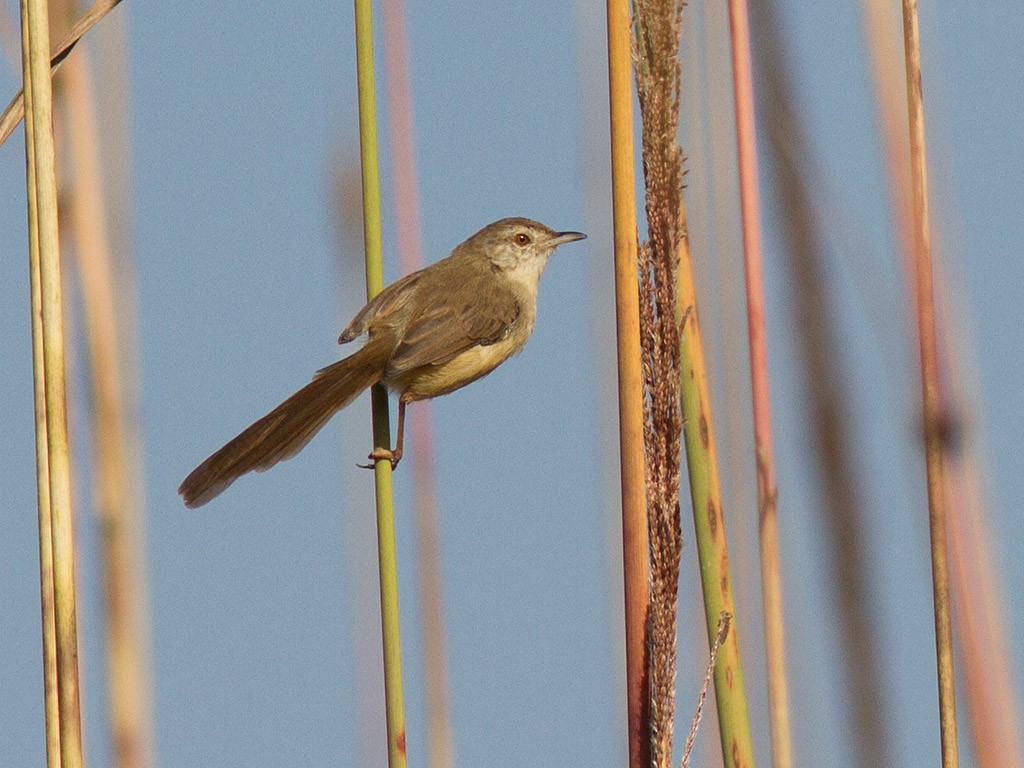 Plain Prinia - Frode Falkenberg