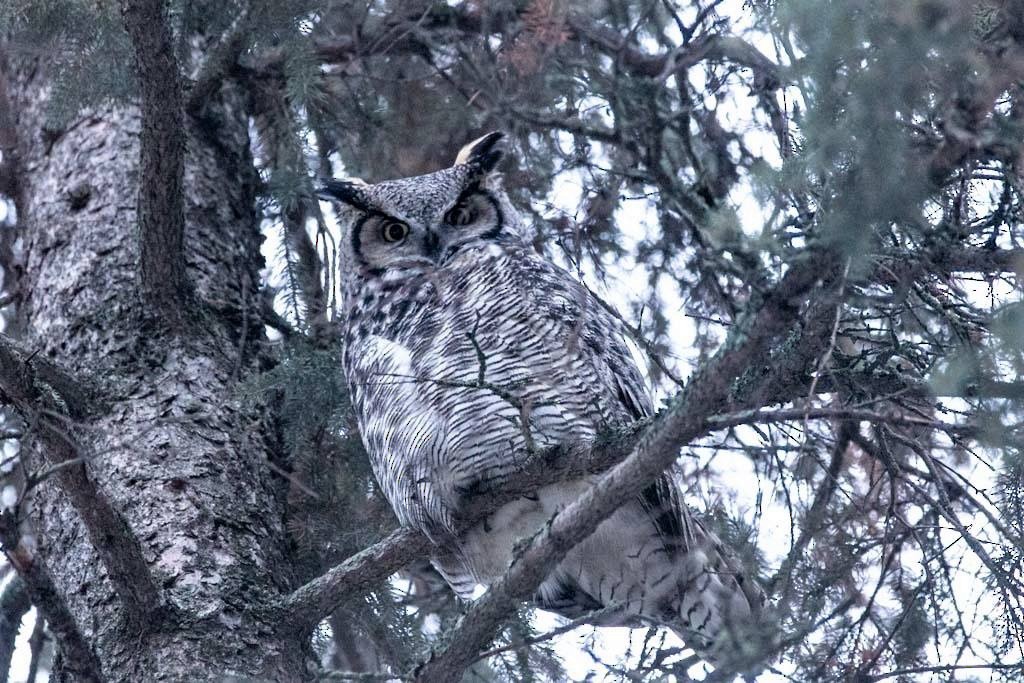 Great Horned Owl - Andrew whitham