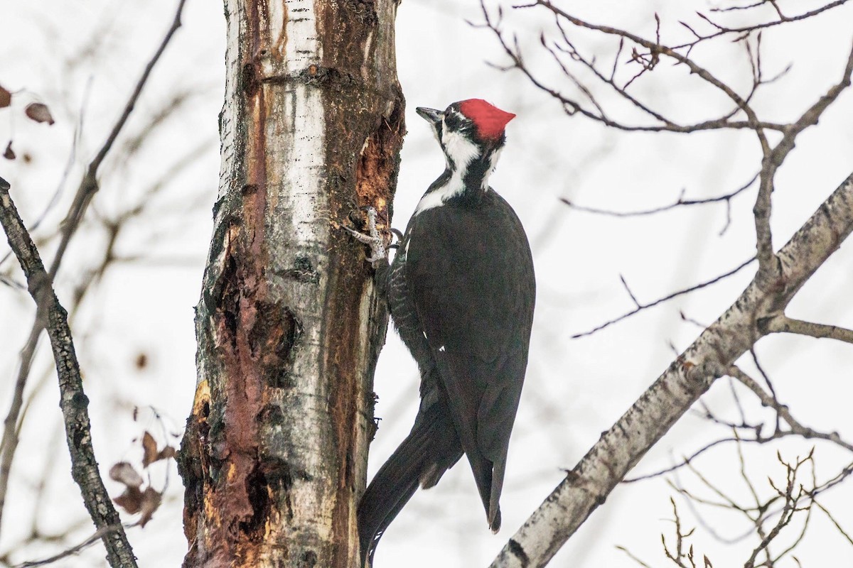 Pileated Woodpecker - ML127432341