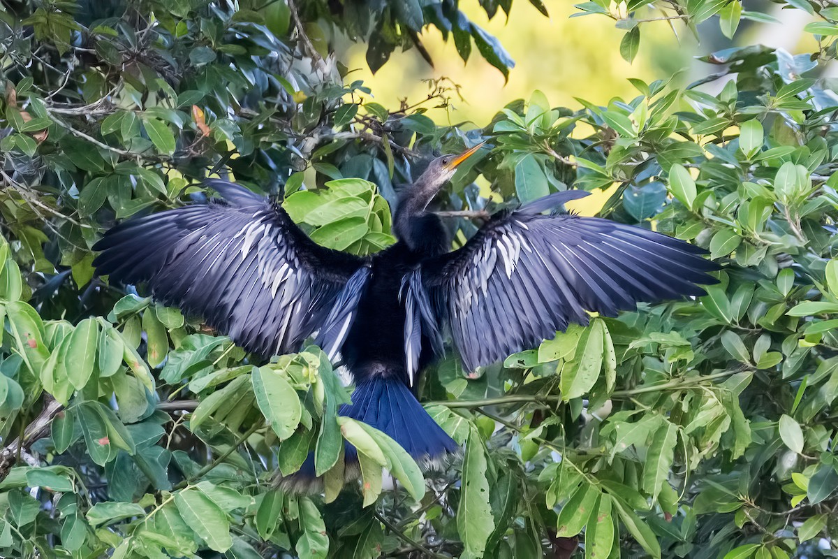 Anhinga - ML127432731