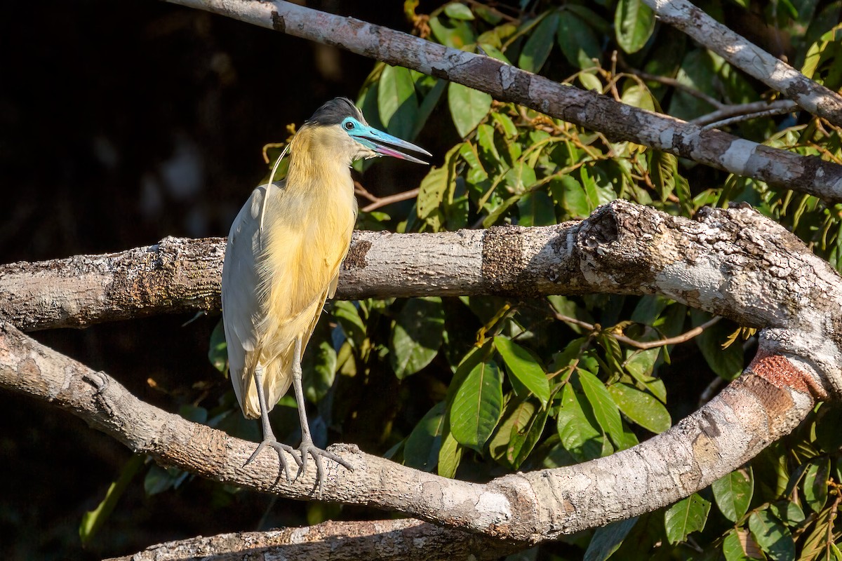Capped Heron - ML127432841