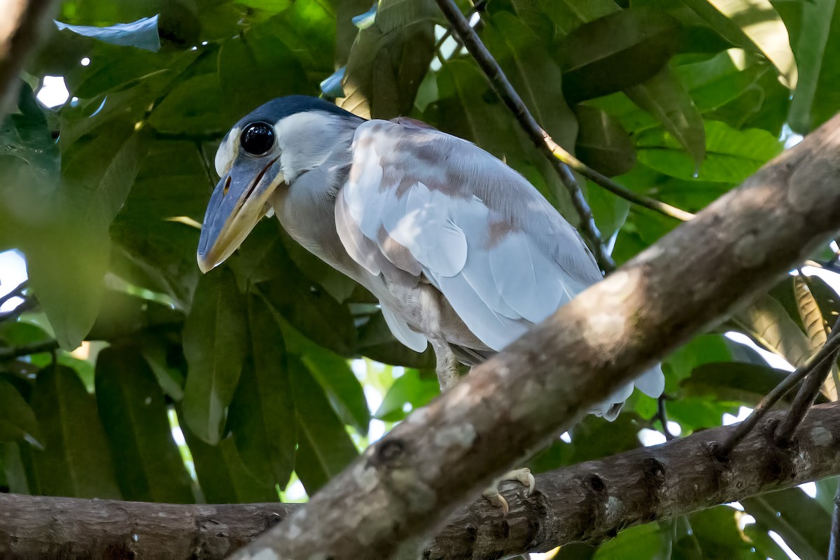 Boat-billed Heron - ML127432911