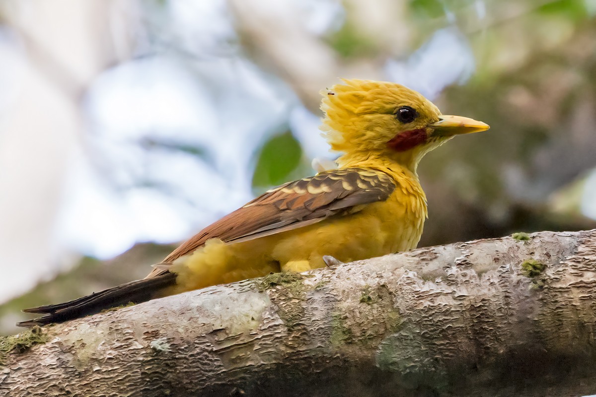 Cream-colored Woodpecker - ML127432951