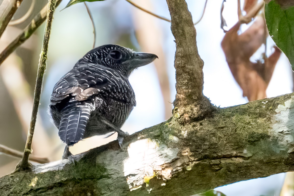 Fasciated Antshrike - ML127433091