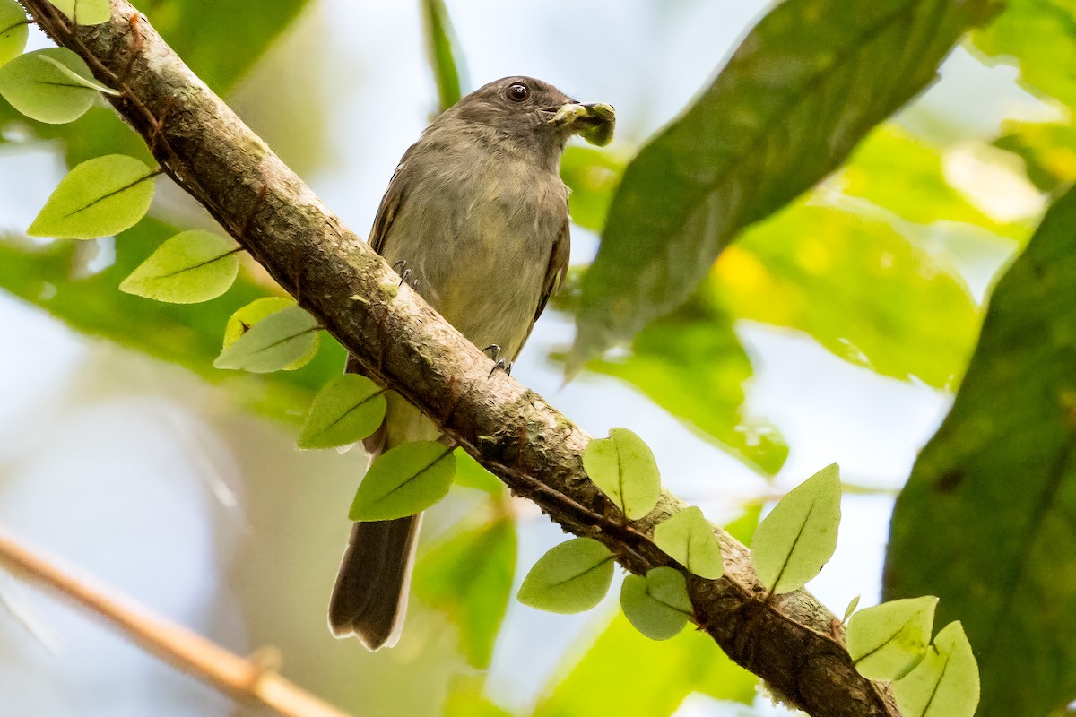 Yellow-crowned Elaenia - ML127433141