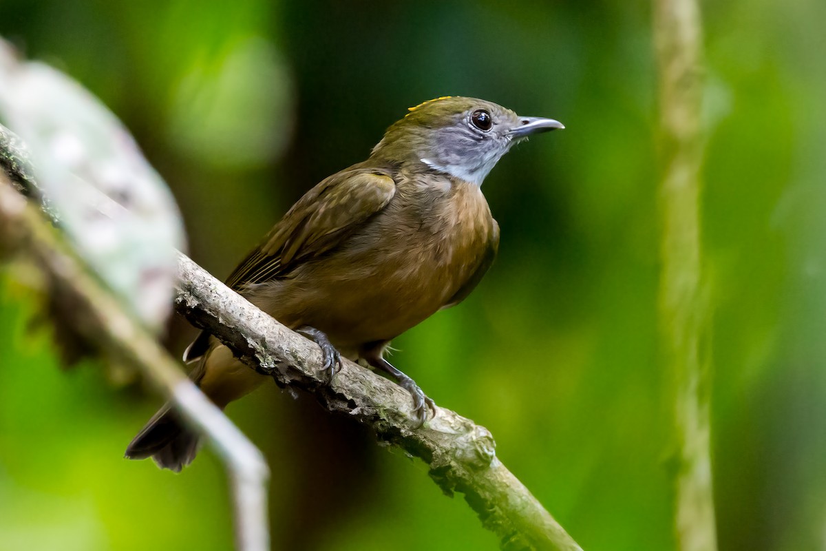 Orange-crowned Manakin - ML127433251