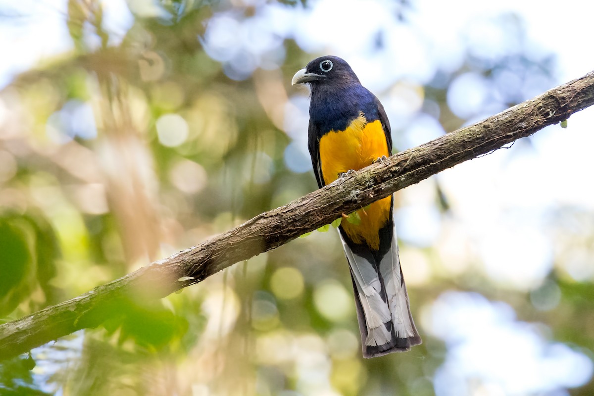 Green-backed Trogon - ML127433371