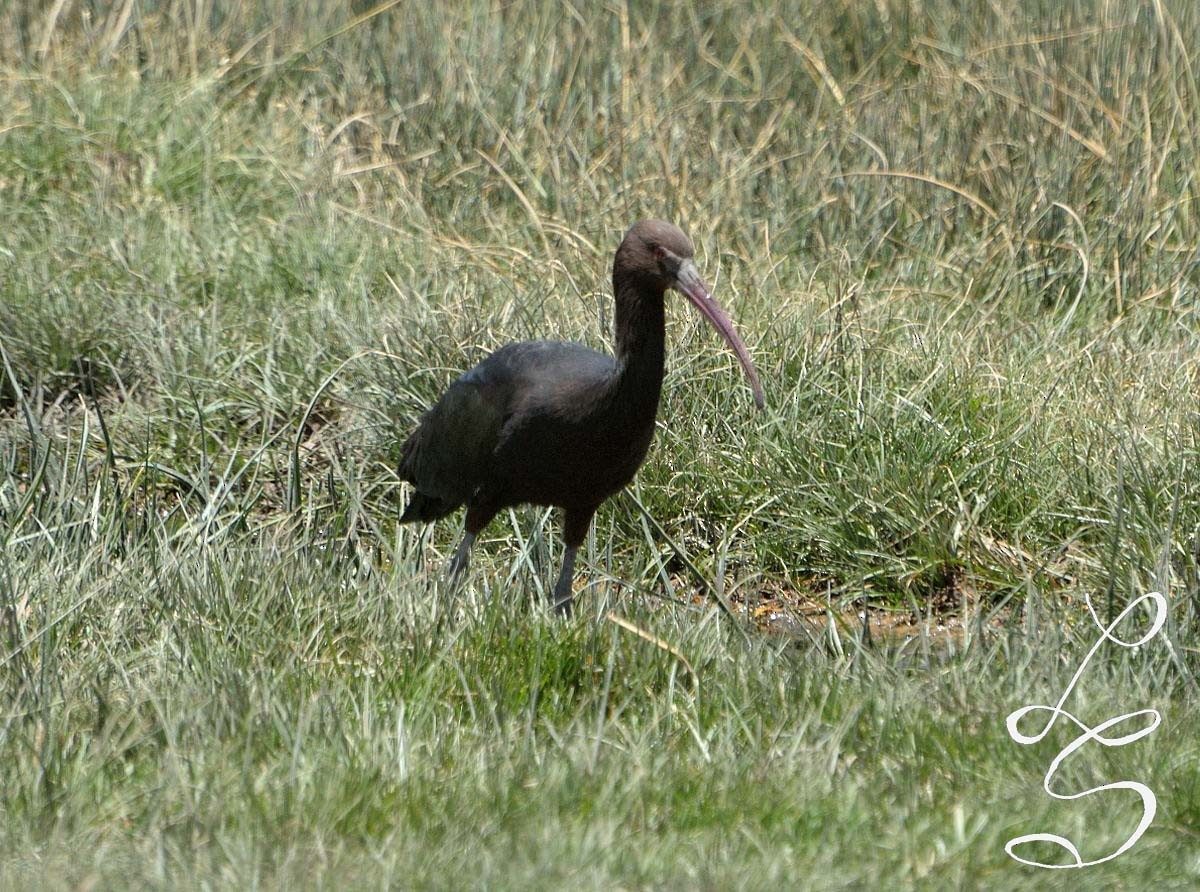 Puna Ibis - Luis Fernandez