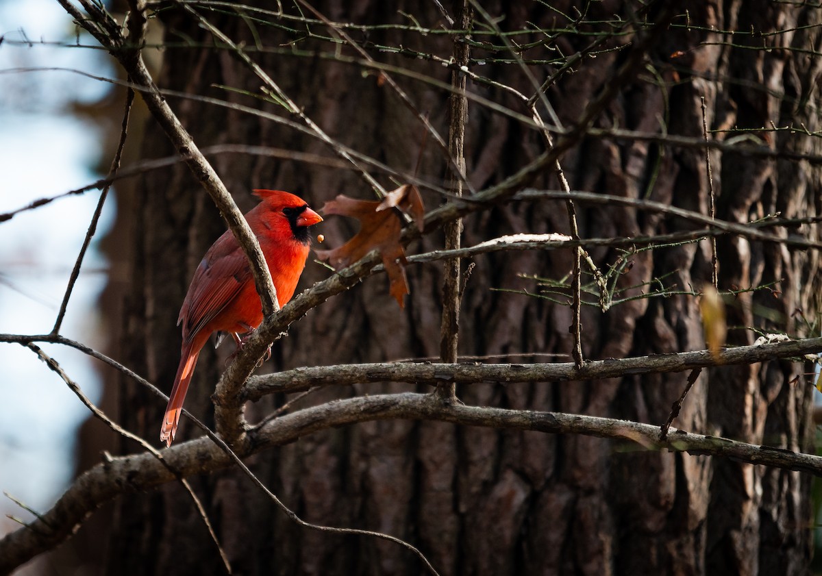 Northern Cardinal - ML127435271