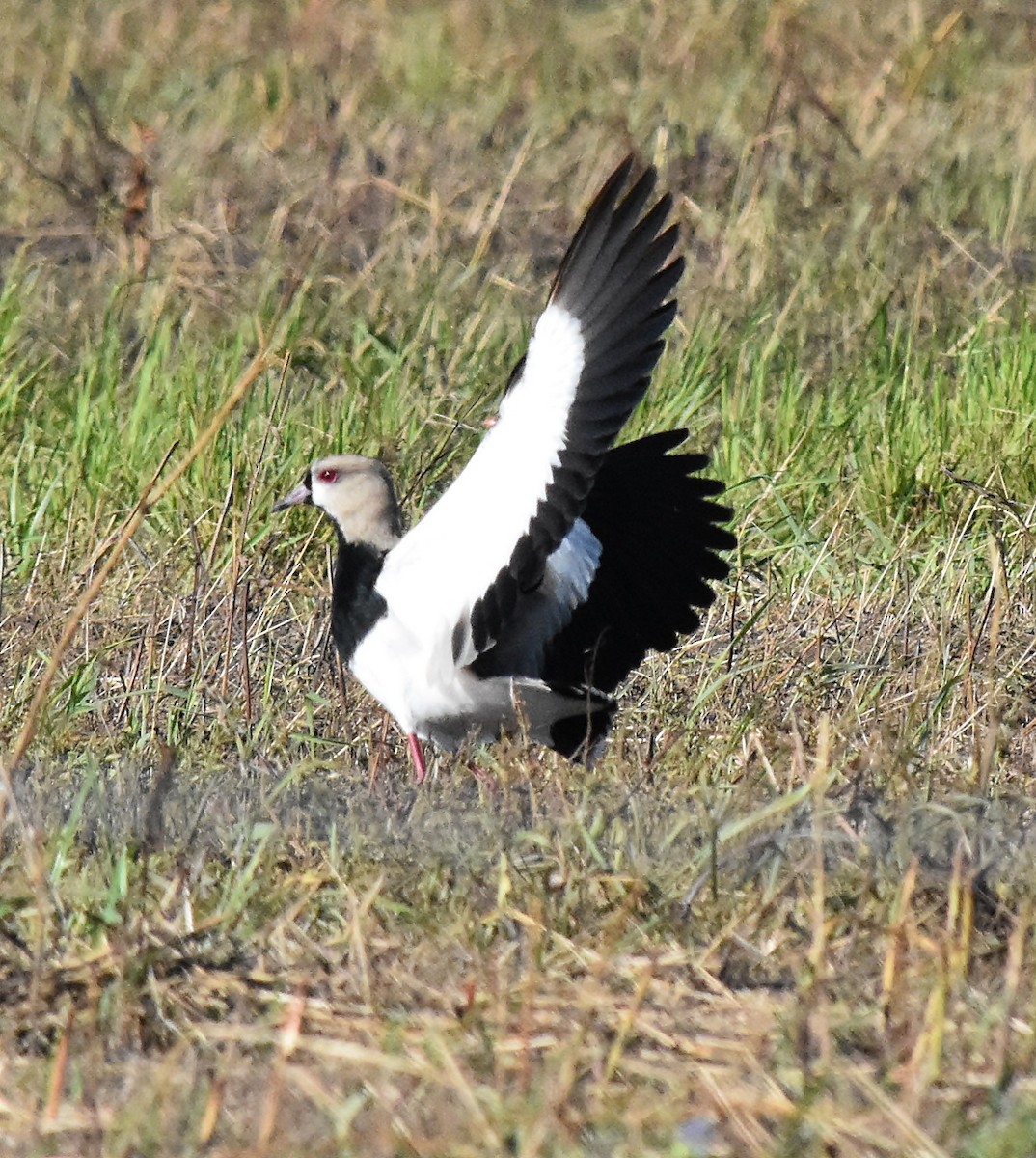 Southern Lapwing - andres ebel