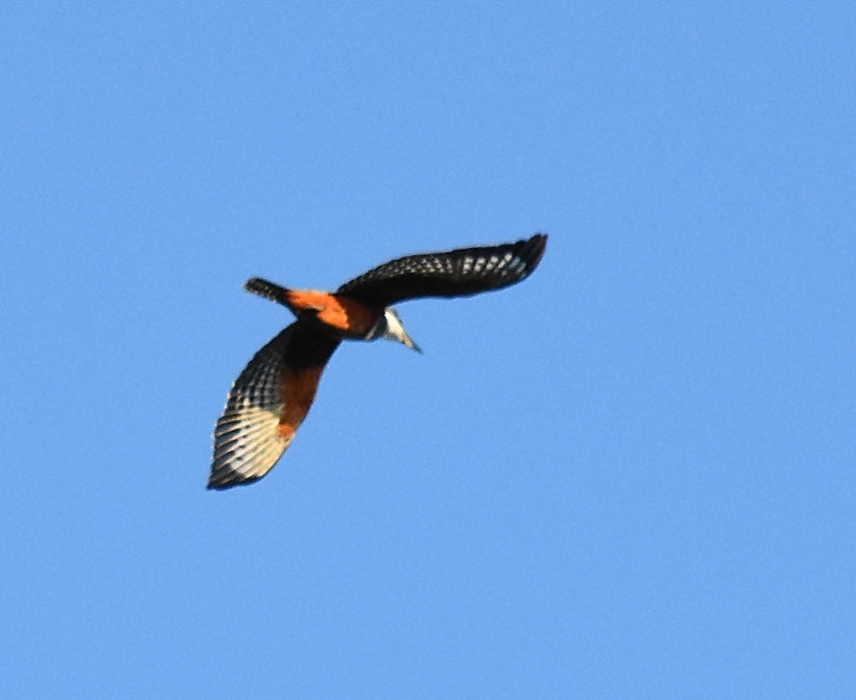 Ringed Kingfisher - ML127436451