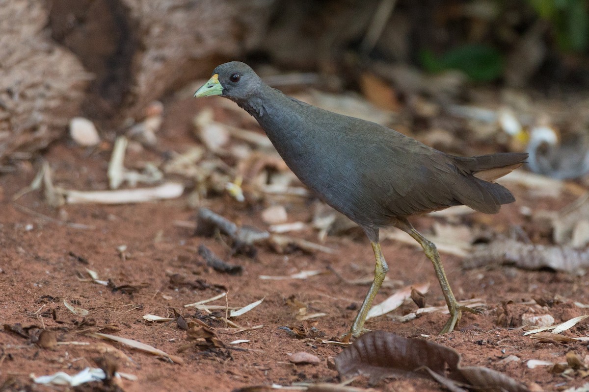 Pale-vented Bush-hen - ML127437251