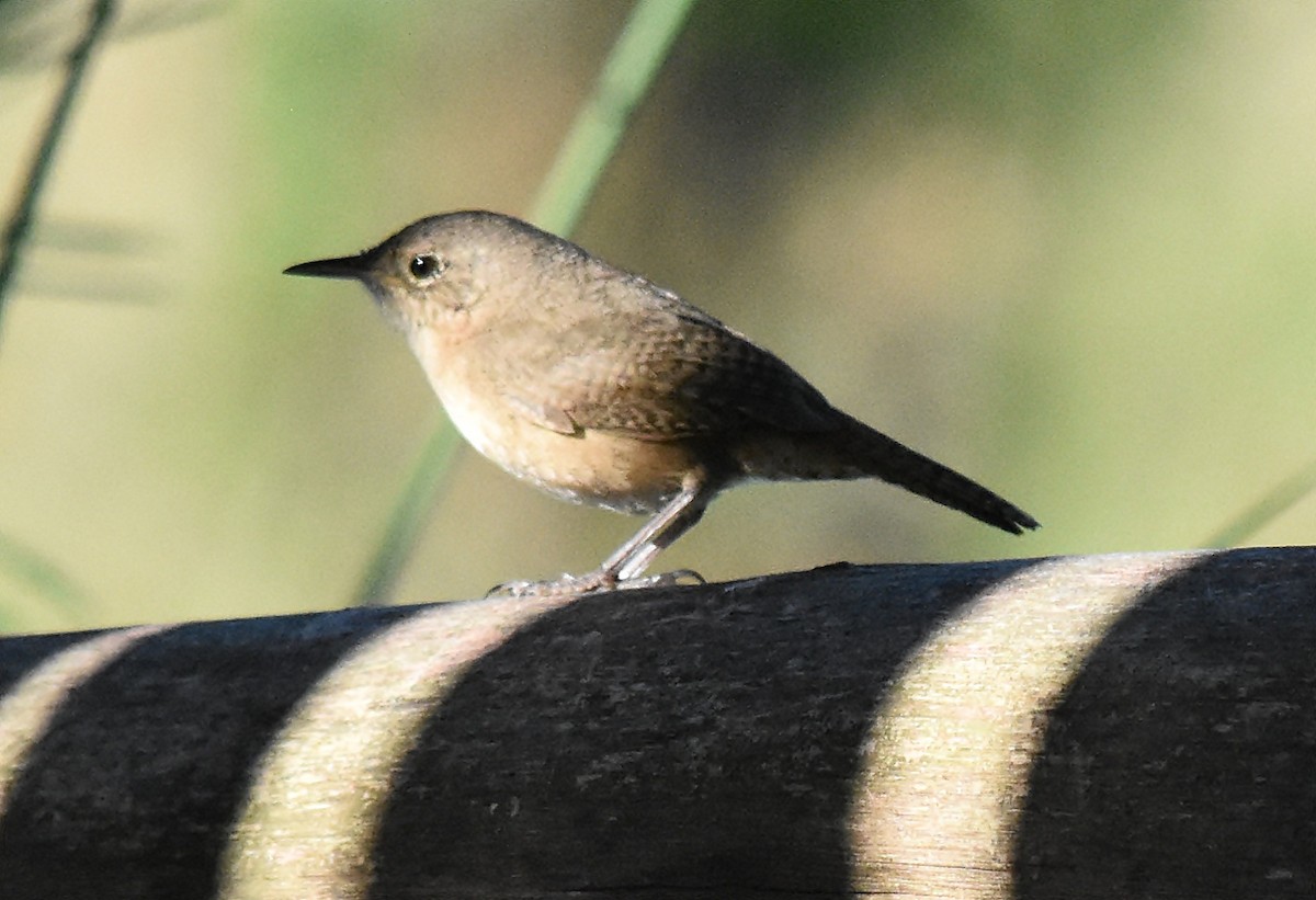 House Wren - ML127437831