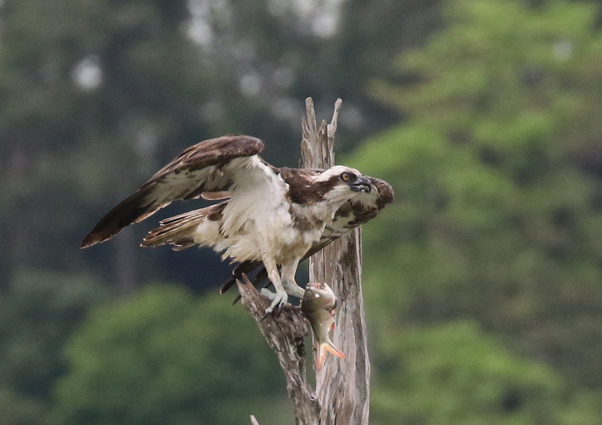 Águila Pescadora - ML127437891