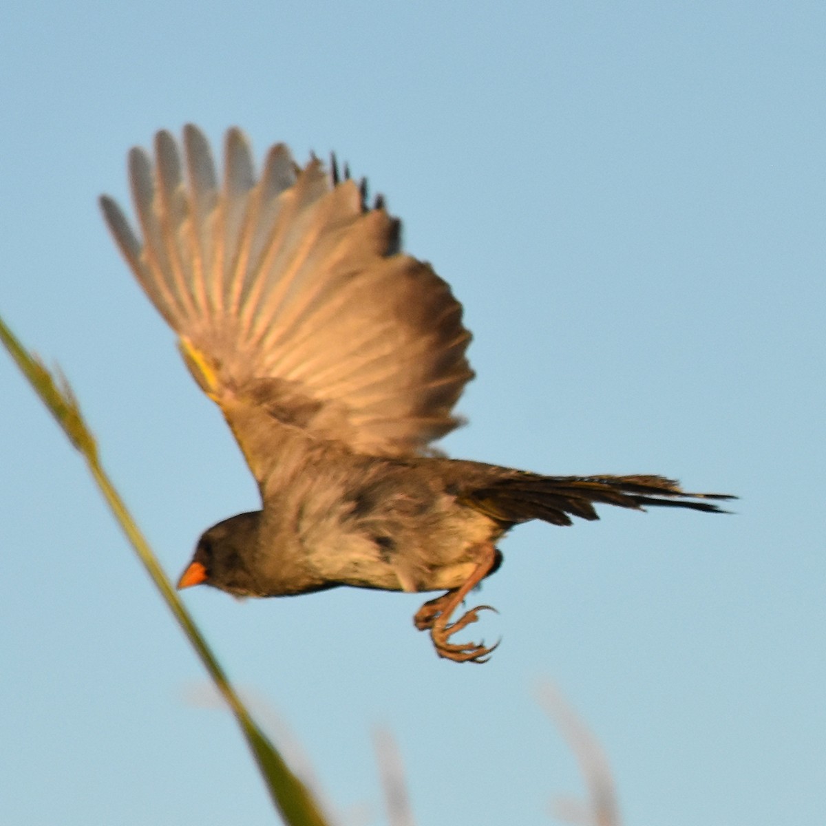 Great Pampa-Finch - ML127438381