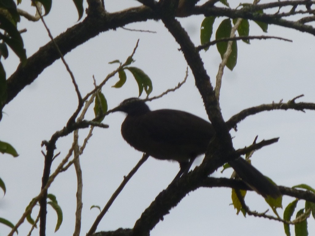 Chachalaca Cabecigrís - ML127438651