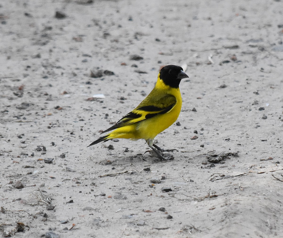 Hooded Siskin - andres ebel