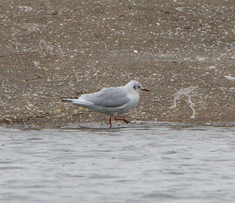 Black-headed Gull - ML127441171