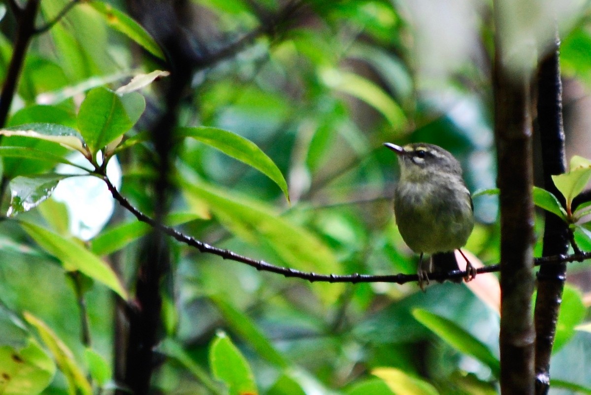 Plumbeous Warbler - ML127441781