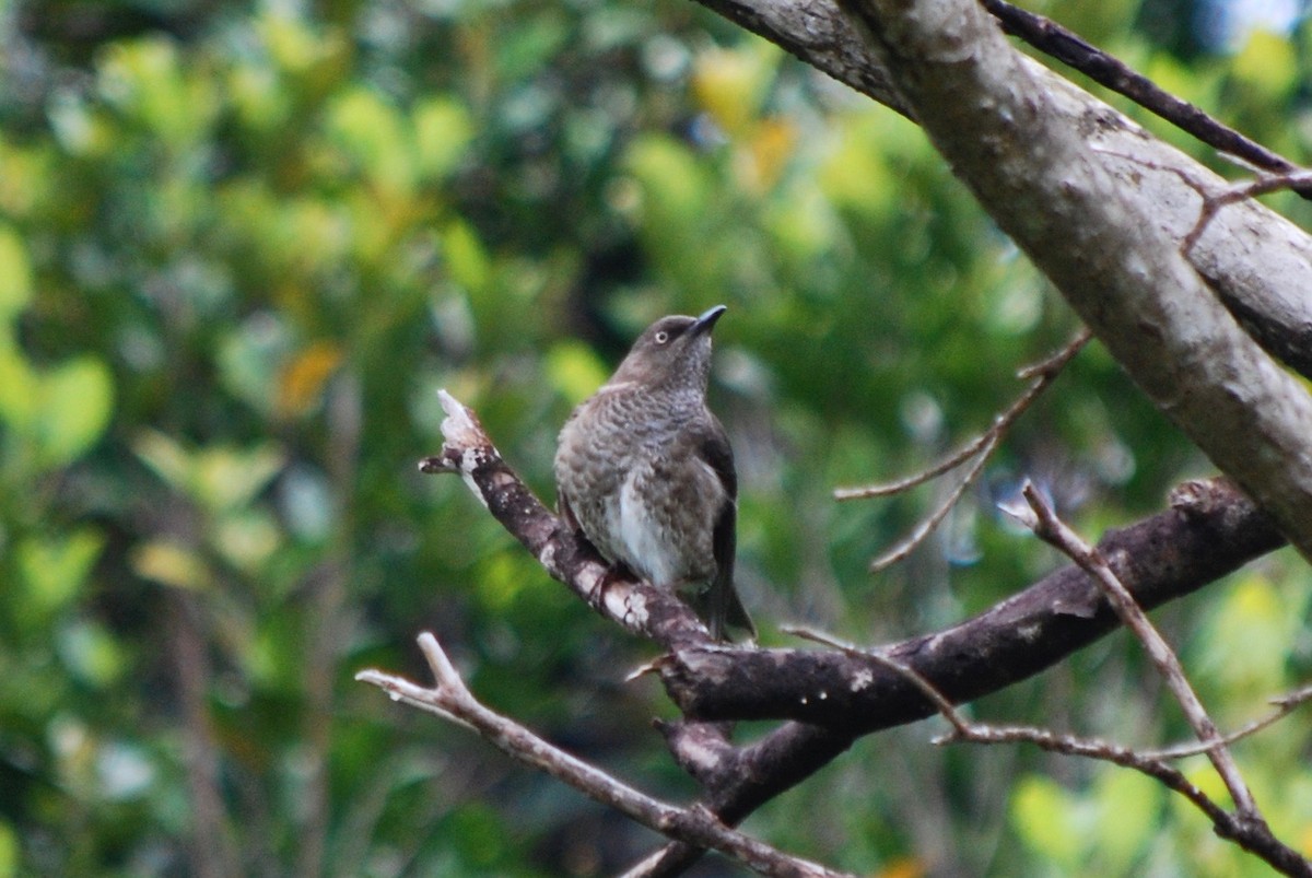 Scaly-breasted Thrasher - ML127442161