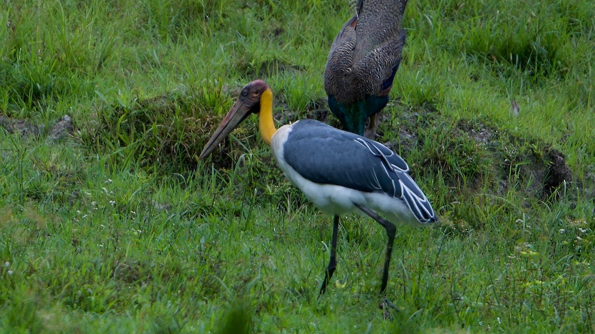 Lesser Adjutant - ML127442751