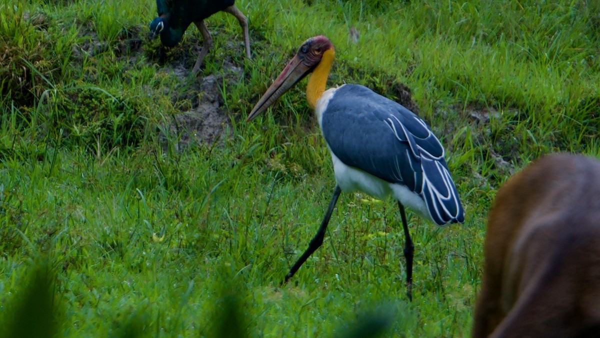 Lesser Adjutant - ML127442761