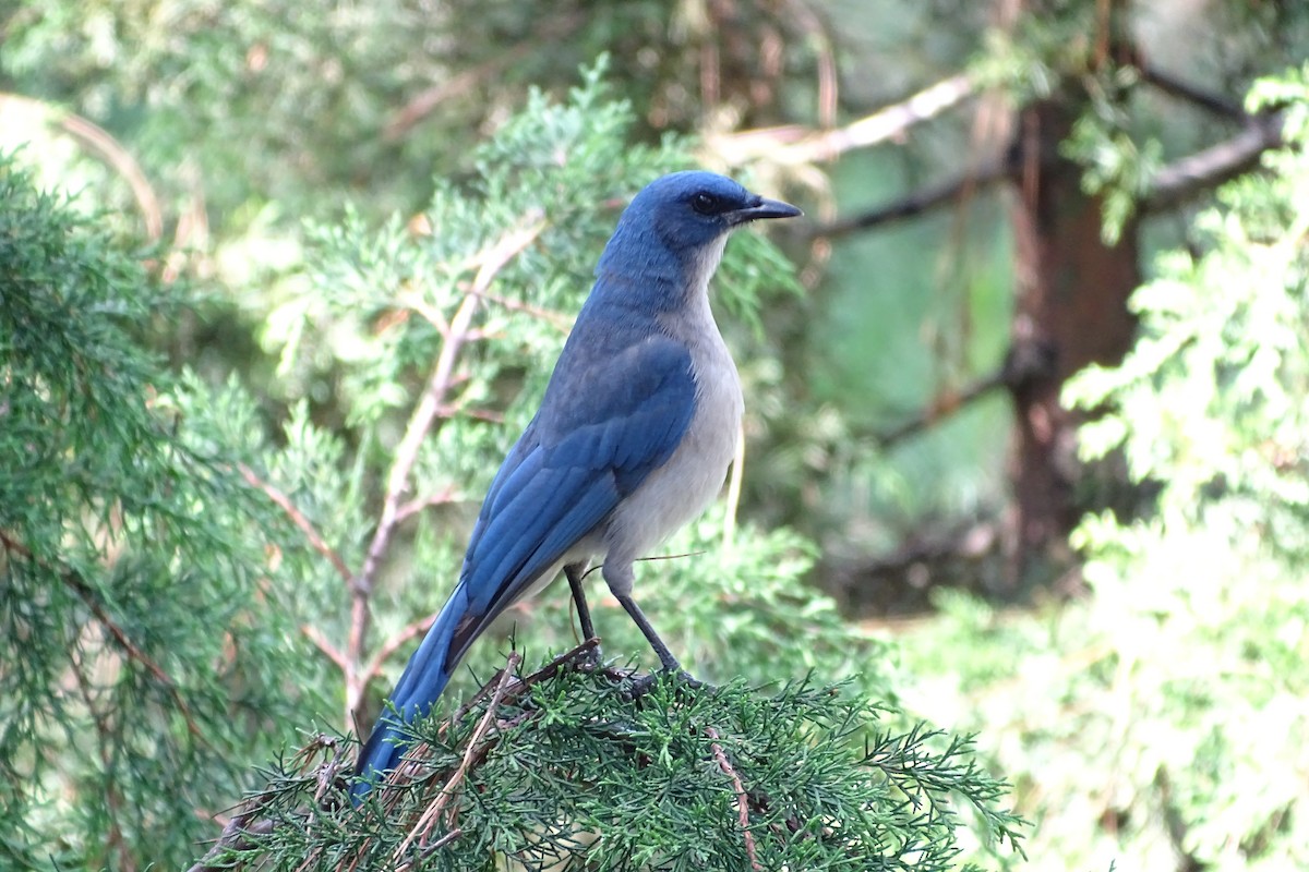 Transvolcanic Jay - Sharon Liao