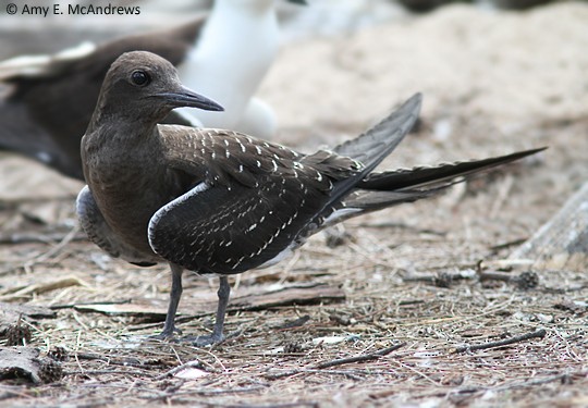 Sooty Tern - Amy McAndrews