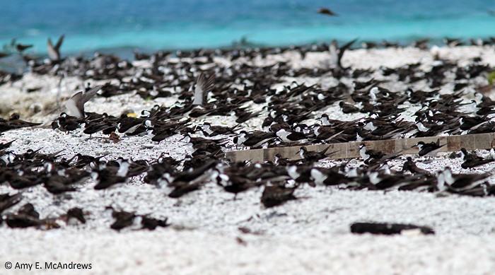 Sooty Tern - Amy McAndrews