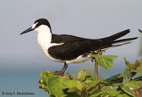 Sooty Tern - Amy McAndrews