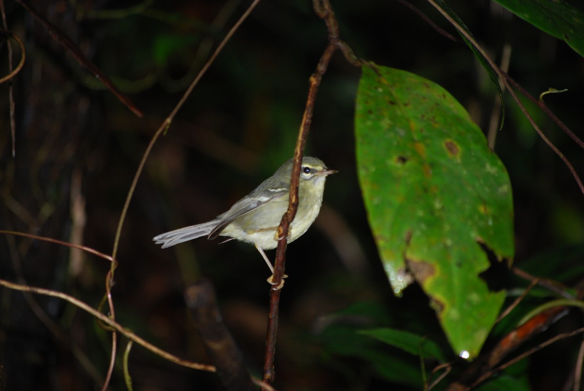 Plumbeous Warbler - ML127444201