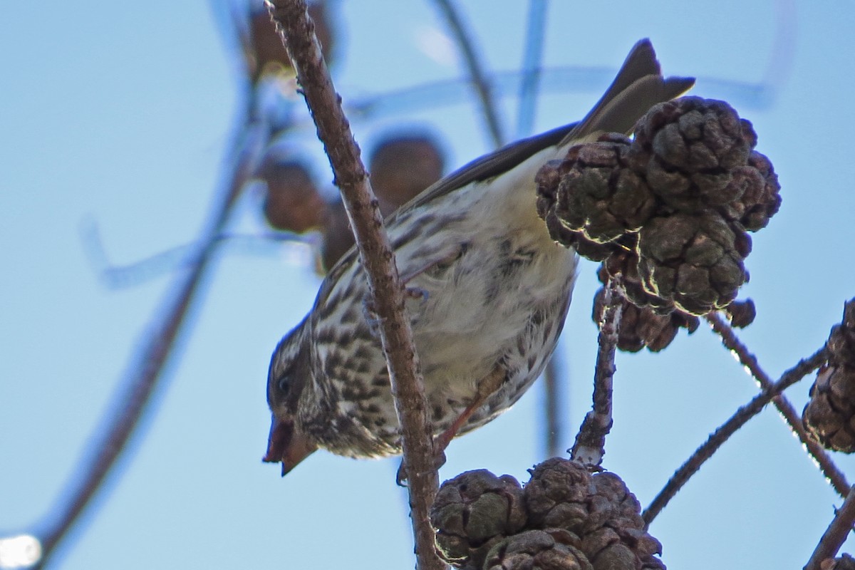 Purple Finch - ML127445731