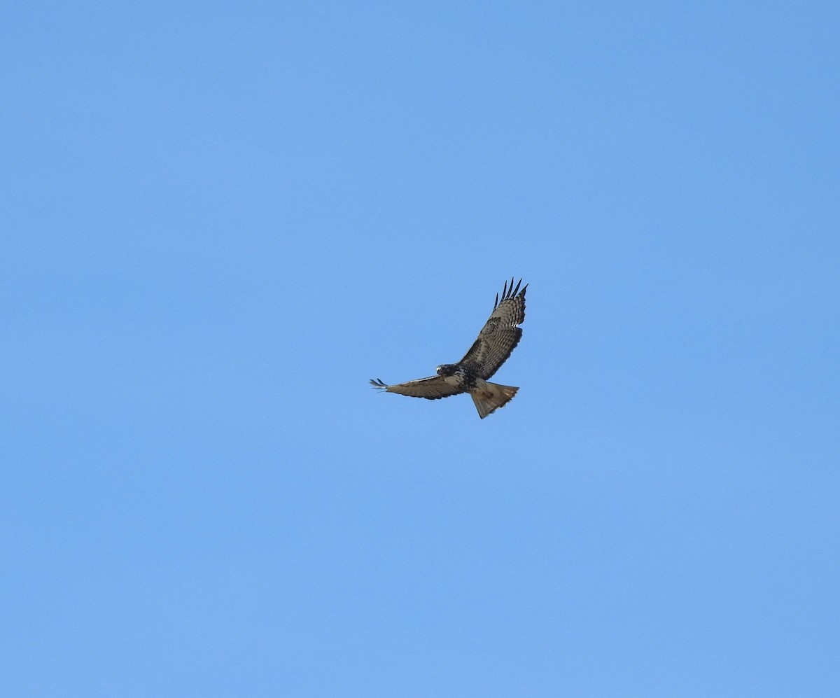Red-tailed Hawk - ML127445911