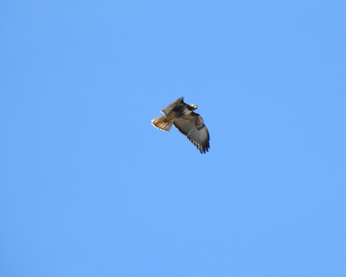 Red-tailed Hawk - ML127445921