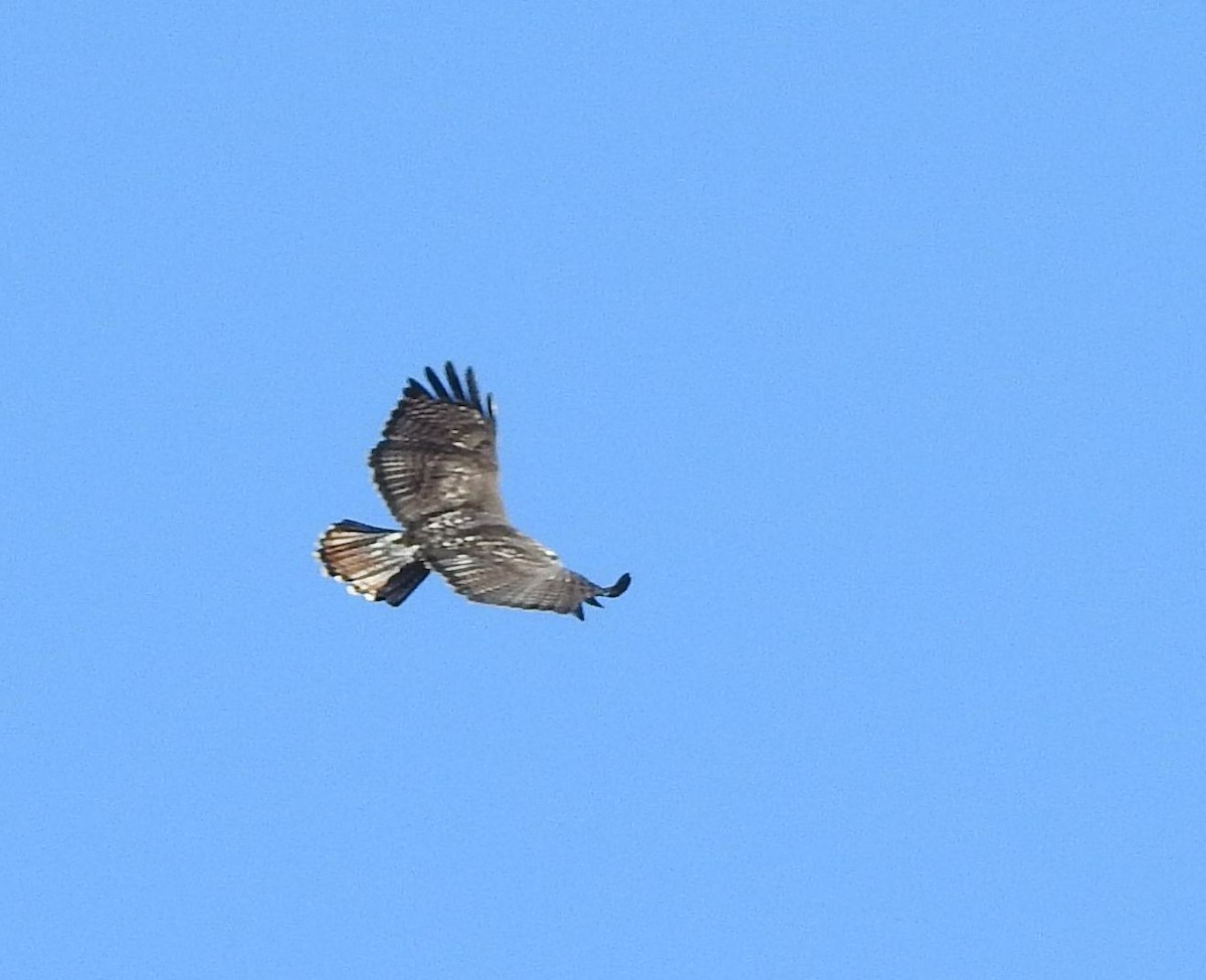Red-tailed Hawk - ML127445951