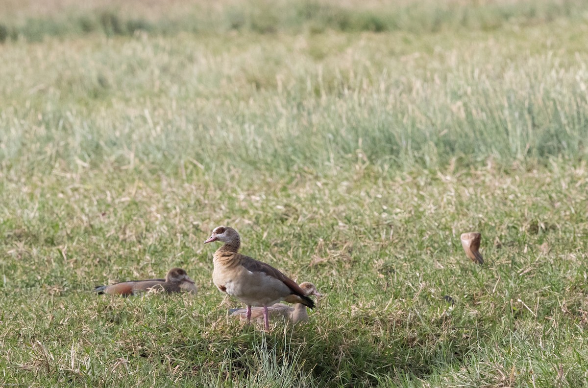 Egyptian Goose - ML127446711