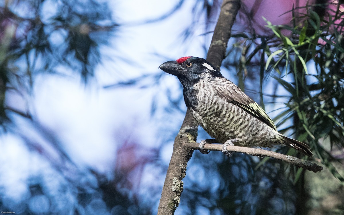 Banded Barbet - Vivek Menon