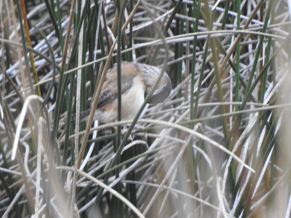 Marsh Wren - ML127449831