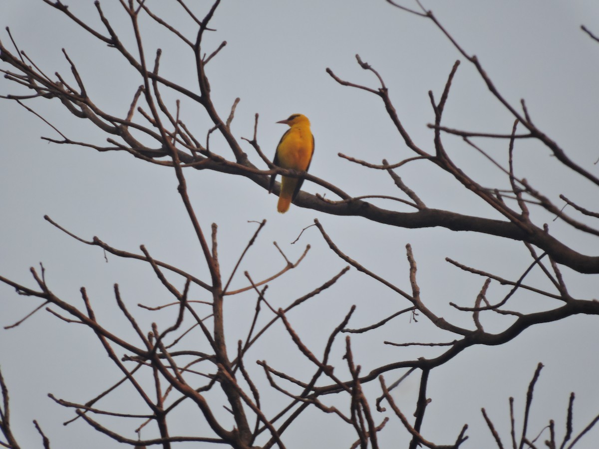 Indian Golden Oriole - ML127450421