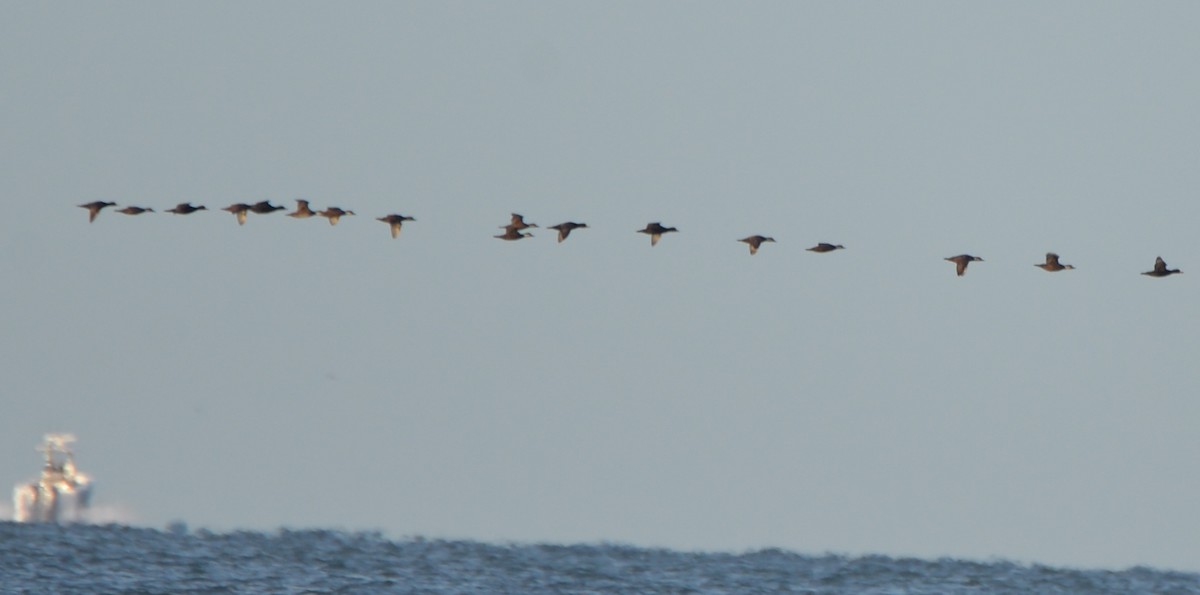 Black Scoter - Gloria Markiewicz