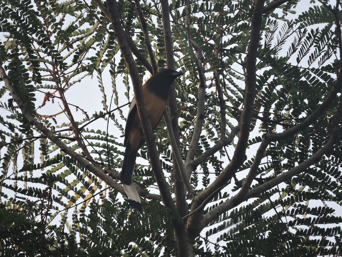 Rufous Treepie - ML127451051