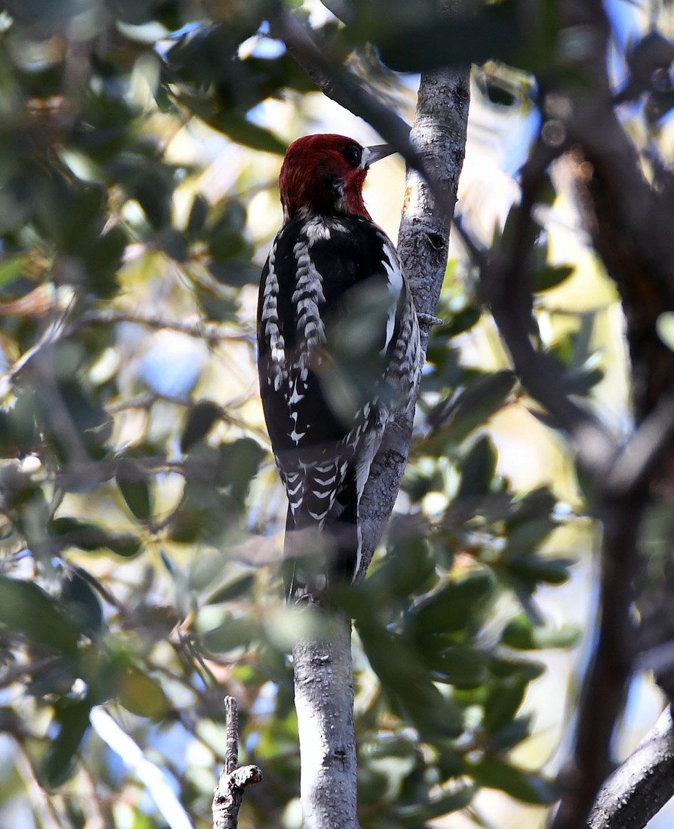 Red-breasted Sapsucker - ML127451491