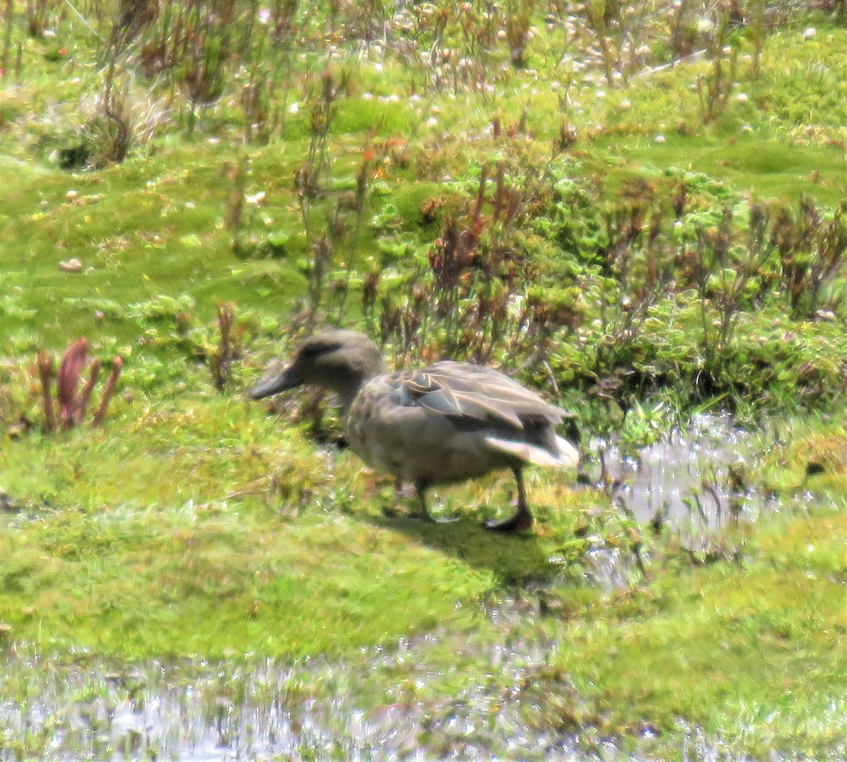 Andean Teal - ML127451701