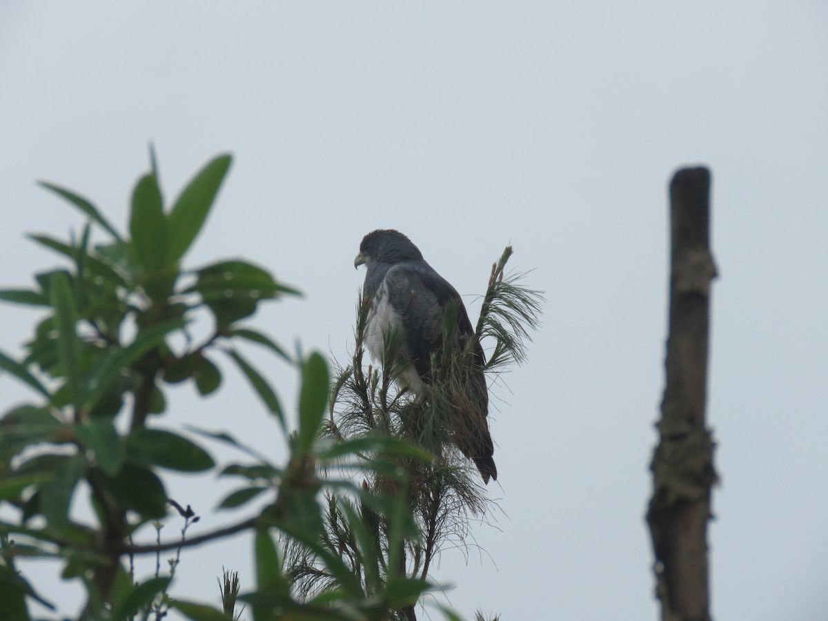 Black-chested Buzzard-Eagle - ML127451821