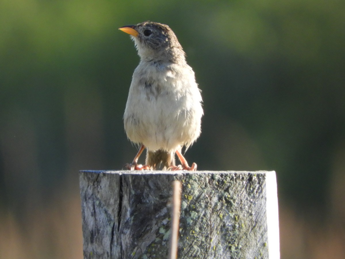 Wedge-tailed Grass-Finch - Silvia Enggist