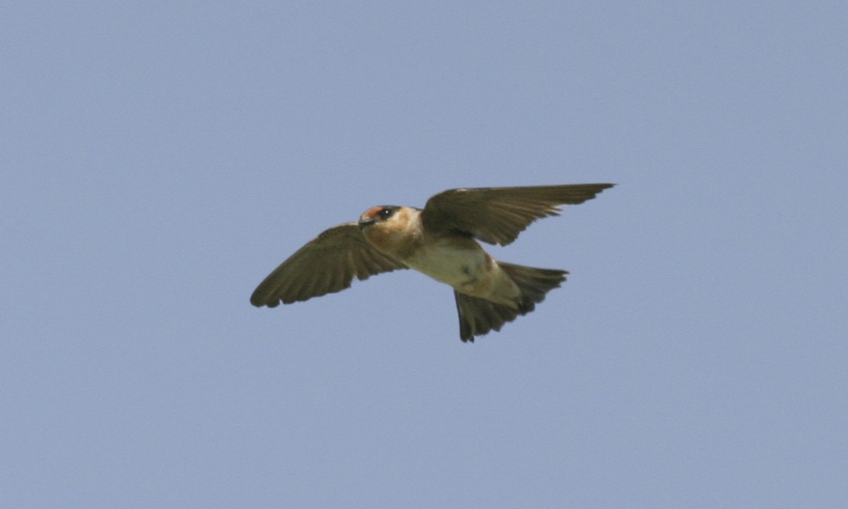 Golondrina Pueblera (pallida) - ML127457851