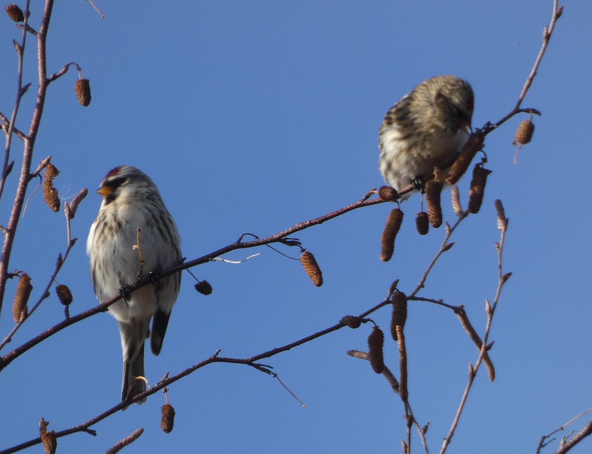 Common Redpoll - ML127458871