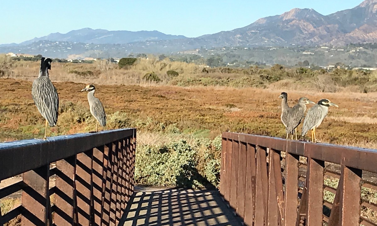 Yellow-crowned Night Heron - ML127459301