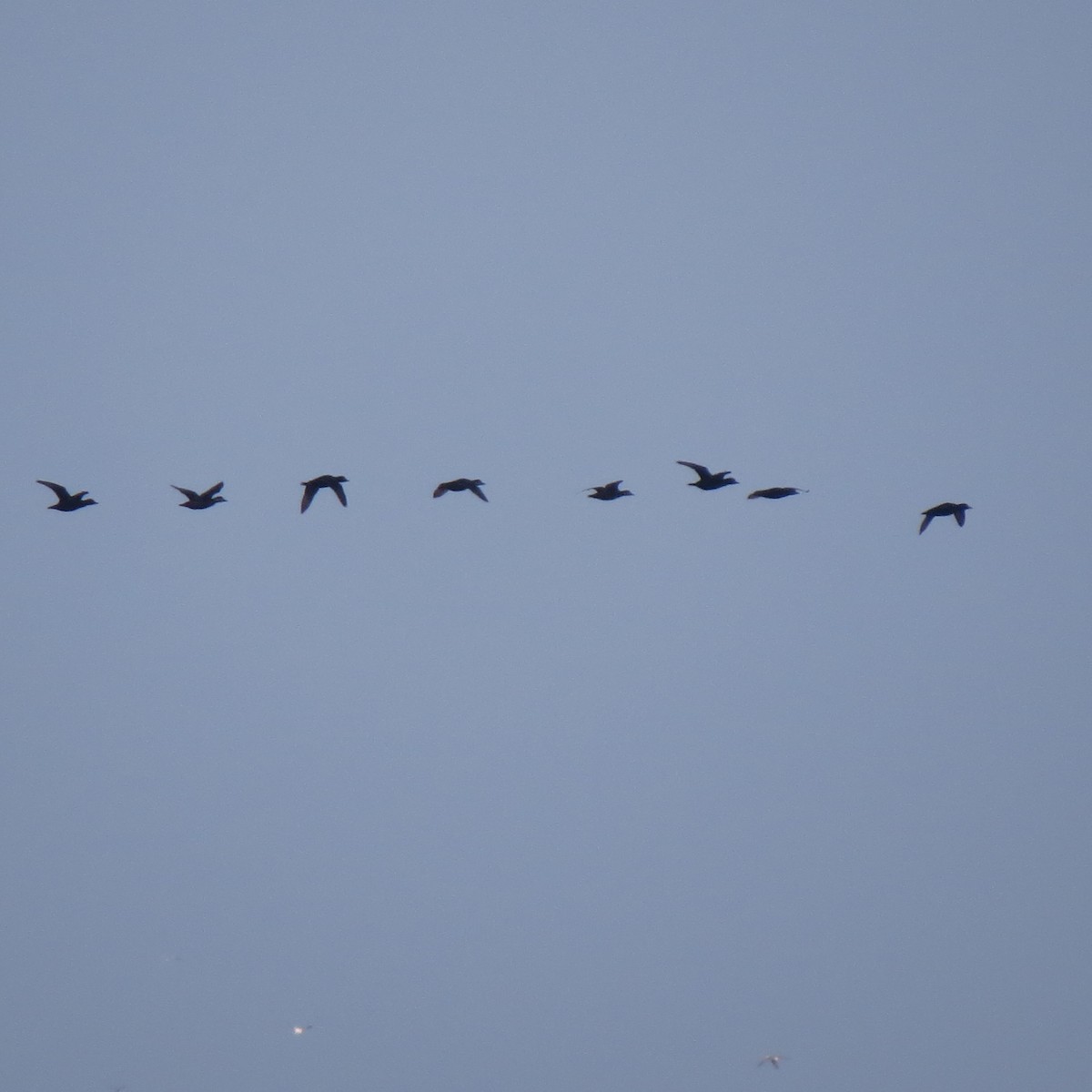 Black Scoter - John Groskopf