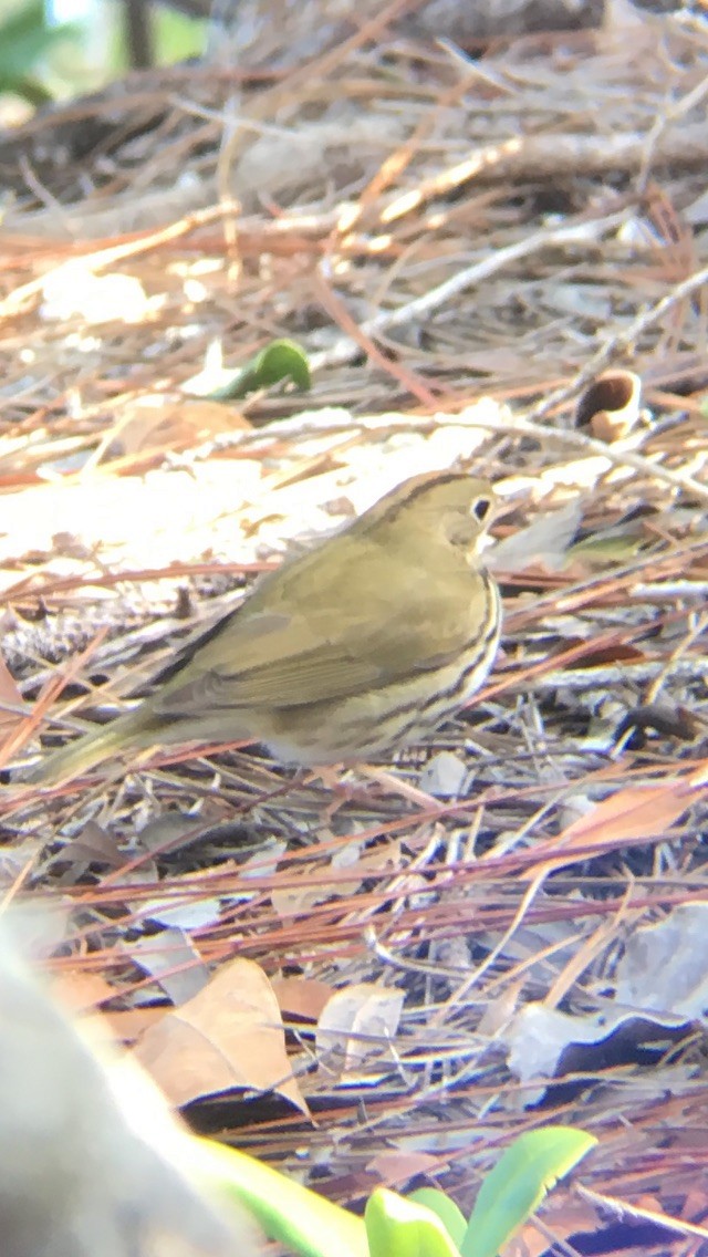 Ovenbird - ML127461951